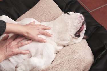 dog gets massaged while lying down