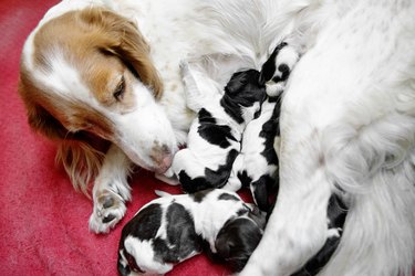 Newborn Cute Cocker Spaniel Puppies Feeding from their mother