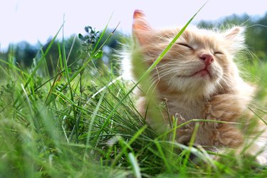 kitten on green grass