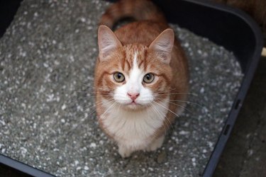 cat sitting in the litter box and looking up to the camera