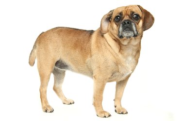 Puggle dog on white background