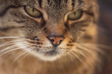 Portrait of a watching cat