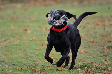 Black Dog Running On Grass