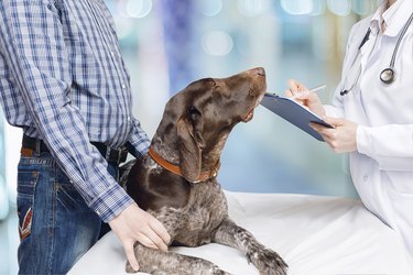 Vet writes a prescription for treating the dog