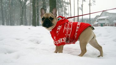 French bulldog in red jacket