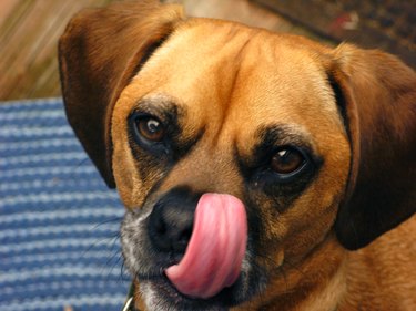 Close-Up Portrait Of Dog Sticking Out Tongue
