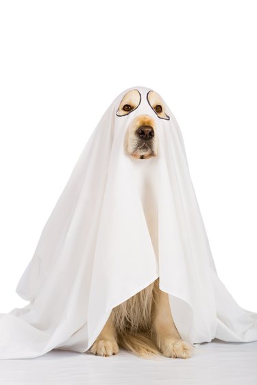 Golden Retriever dog ghost
