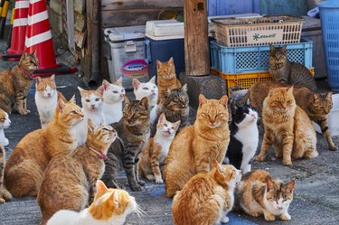 Japan, Cat island, Aoshima island