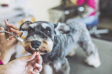 Miniature Schnauzer trimming