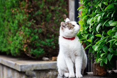 Fluffy white cat sitting on a wall outdoors and smelling the surrounding leaves and foliage