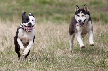 Two dogs chasing each other through the grass