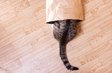 striped cat sits, hid in a paper, craft package