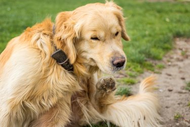 Adult Golden Retriever  Scratching fleas