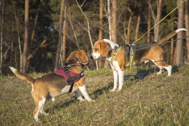 two dogs sniff each other