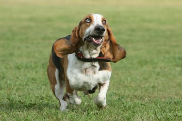 Basset hound (Canis lupus familiaris) running, UK