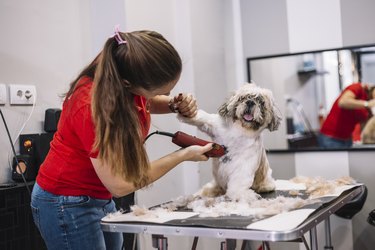 Grooming dog - hair  clipper