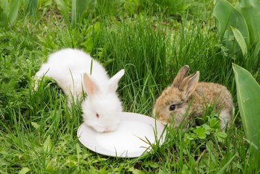 rabbits drinking milk from a saucer on a green grass