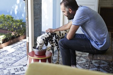 Man giving his Dalmatian dog water in a bowl