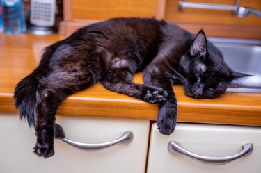 Black cat sleeps in the kitchen on the sink