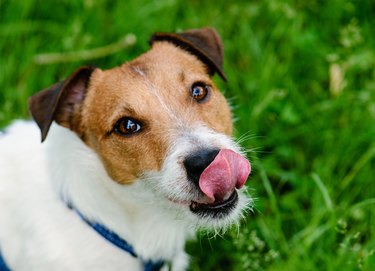 so delicious: dog looking into camera, licking, begging for treat