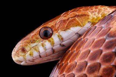 Portrait of corn snake, Pantherophis guttatus, in front of black background