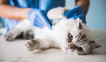 cat being examined by veterinarian