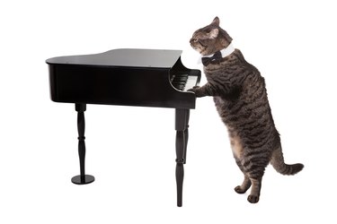 Cat Playing Toy Piano