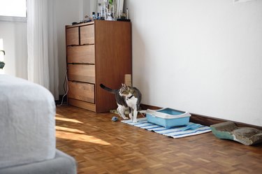 Cat with pet supplies in a bedroom