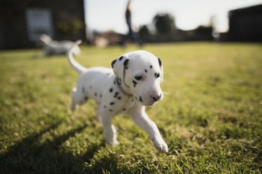 do dalmatian spots get darker