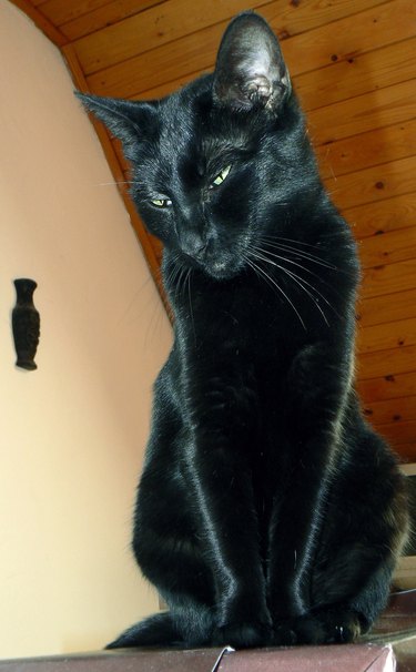 Sitting and wondering black cat.