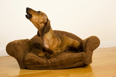 Dachshund - Guard dog