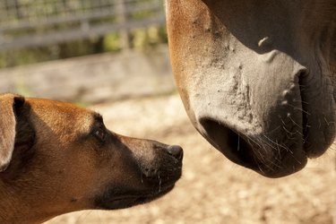 A horse sniffing a dog