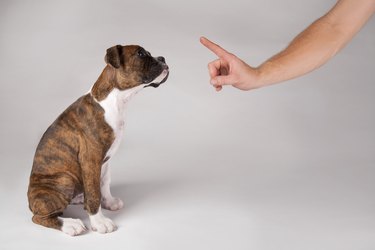 Training of a puppy