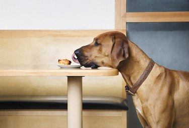 Rhodesian Ridge Back dog licking custard tart on table, side view