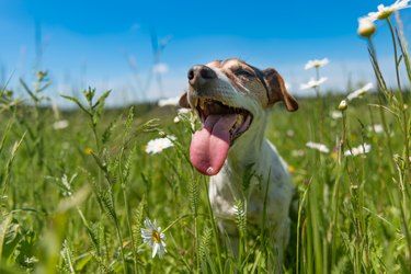 little dog sits in a blooming meadow in spring with mouth open