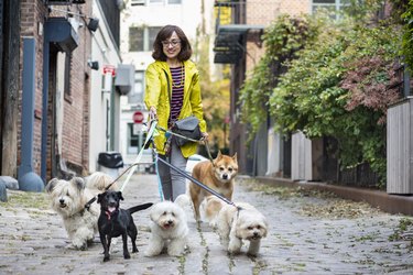 woman walking five dogs