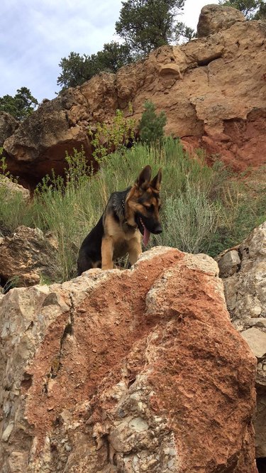 German Shepherd dog in the mountains