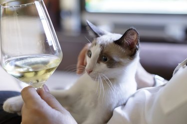 Midsection Of Woman Sitting With Cat