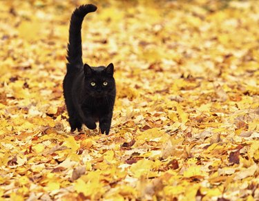 Black cat on Autumn Leaves