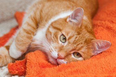 red cat lying on orange blanket