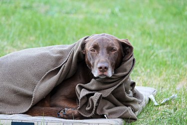 A cold dog wrapped in a blanket