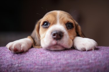 when should i deworm my pregnant dog