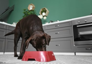 Cute funny dog eating at home