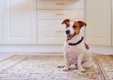 Cute dog jack russel terrier sitting in the kitchen floor