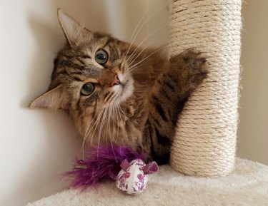 Close-Up Portrait Of Cat At Home