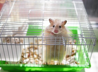 A hamster is in a cage. The hamster looks out of the cage.
