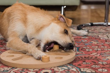 dog playing with dog puzzle on the floor