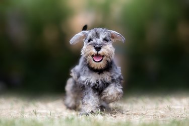 Miniature Schnauzer Feeding Guide