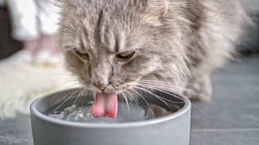 Tabby cat drinking water