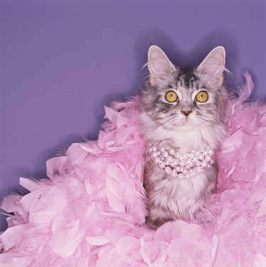 Cat wearing boa and pearls